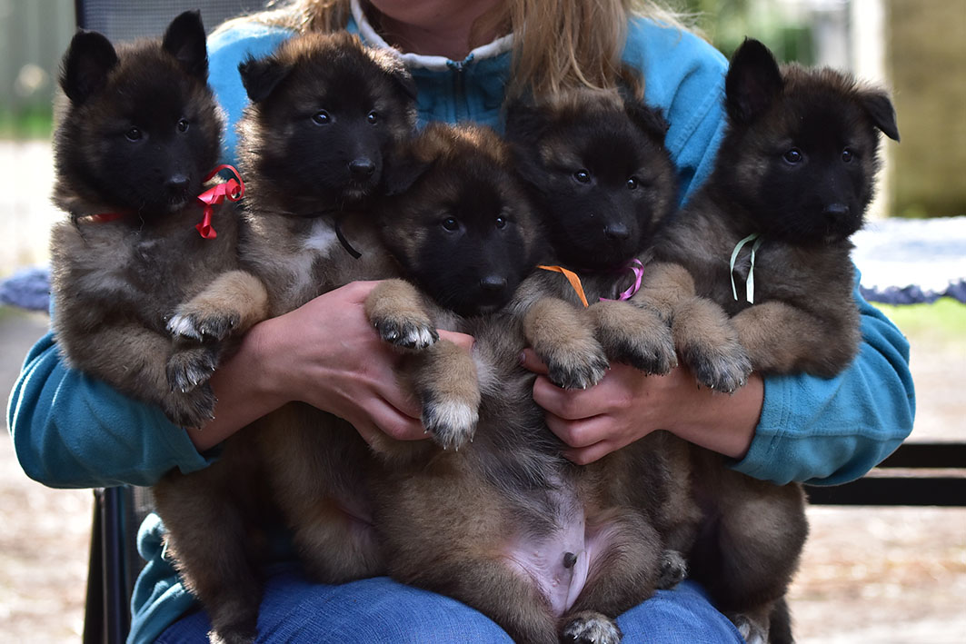 Puppies 11-08-2021