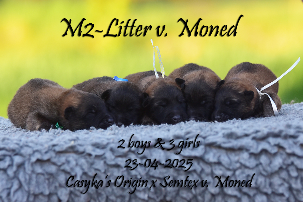 Puppies 29-04-2025-1