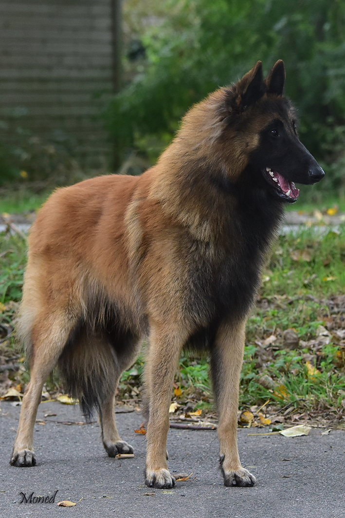 Fanko 12-10-2024-3