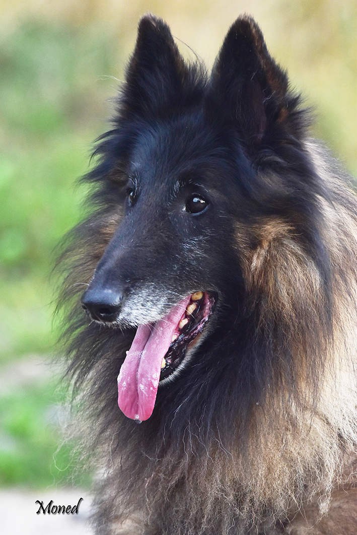 breedingplan